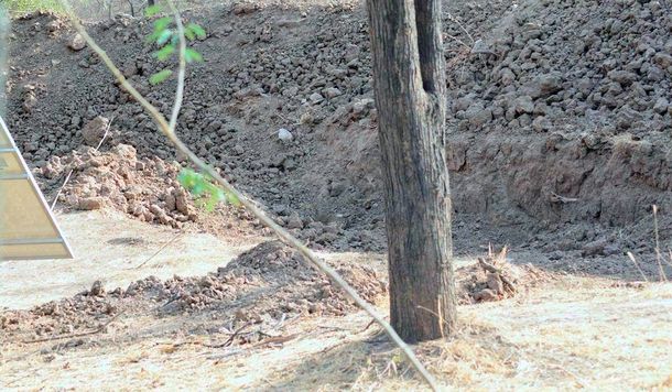 Viral: ¿dónde está el leopardo?