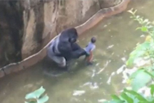 Otra vez matan a un animal en un zoológico: un gorila aprisionó a un nene en su jaula