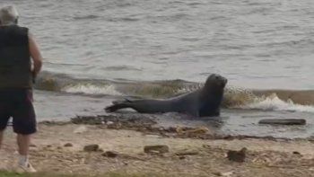 vicente lopez: aparecio un lobo marino y montaron un operativo para asistirlo vicente lopez: aparecio un lobo marino y montaron un operativo para asistirlo