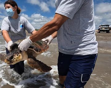 Devolvieron a tres tortugas cabezonas rescatadas