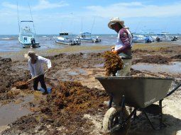 De no creer: fotos y videos de la tremenda invasión de sargazo en el Caribe