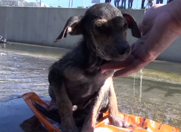 Increíble recuperación de un perro abandonado al que le habían cortado una pata