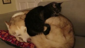 un gato usa a un siberiano de cama un gato usa a un siberiano de cama