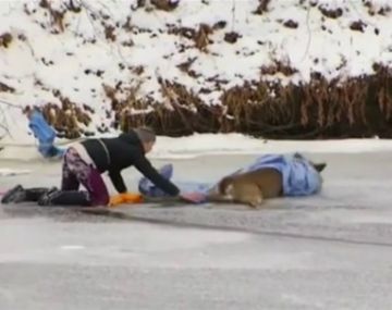 Tuvieron que rescatar al ciervo