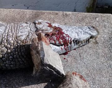Murió un cocodrilo en un zoológico por piedrazos de visitantes