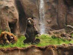 La nueva casa de Atze, el oso pardo del Zoo de Buenos Aires
