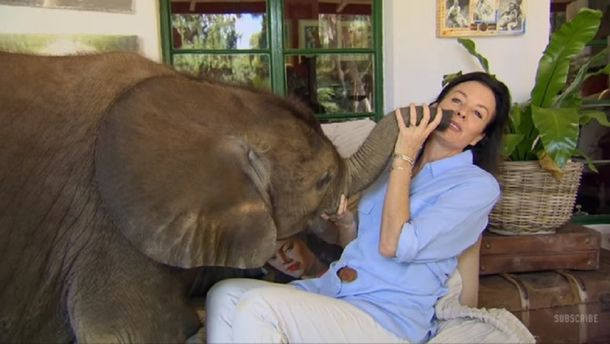 Un elefante bebé se fanatizó con la mujer que lo salvó y la persigue por todas partes