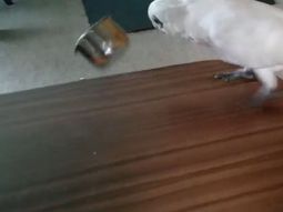 video: eric, la cotorra que se enfurece cuando le dan de comer brocoli video: eric, la cotorra que se enfurece cuando le dan de comer brocoli