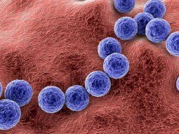 Streptococcus pyogenes: llegan a 487 los casos confirmados con 78 fallecimientos