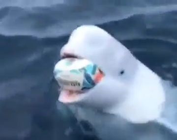 ¡Increíble! Una beluga jugó al rugby con un marinero en pleno océano