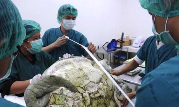 Extrajeron 915 monedas del estómago de una tortuga