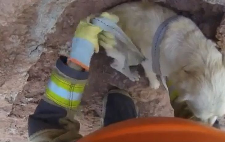 Emotivo rescate de un perro que había quedado atrapado en un precipicio