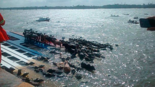 Casi 5 mil vacas se ahogaron al hundirse el barco que las transportaba