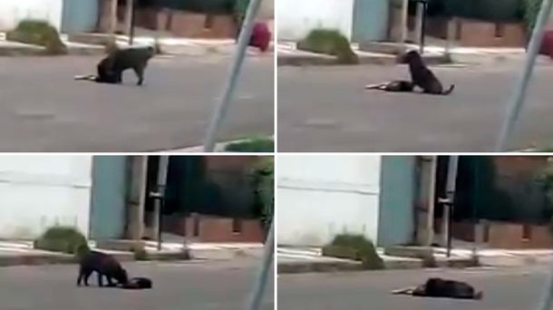 Un perro se queda al lado de su amigo atropellado en Córdoba