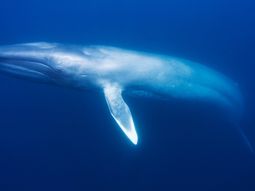 graban mas de 40 mil cantos de ballenas azules graban mas de 40 mil cantos de ballenas azules