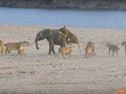 un pequeno elefante lucho contra 14 leonas: mira quien gano un pequeno elefante lucho contra 14 leonas: mira quien gano