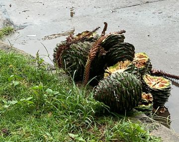 Santa Fe: alerta por la caída de piñas de hasta 4 kilos desde araucarias centenarias
