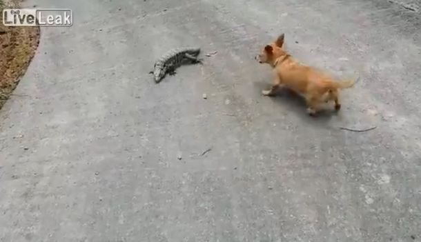 Perro vs lagartija: mirá la terrible pelea entre los dos animales