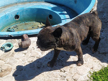 Rescataron a un perro encerrado en una sala de máquinas de una pileta