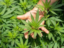 La industria del cannabis en Uruguay esta pasando por momentos difíciles. La industria del cannabis en Uruguay esta pasando por momentos difíciles.