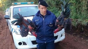 desalmados: encuentran a 20 personas cuando hacian pelear a gallos en una chacra desalmados: encuentran a 20 personas cuando hacian pelear a gallos en una chacra