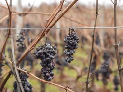 El Ministerio de Ganadería, Agricultura y Pesca destinará casi 1,6 millones de dólares para los viticultores afectados. El Ministerio de Ganadería, Agricultura y Pesca destinará casi 1,6 millones de dólares para los viticultores afectados.