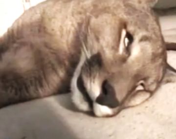 Encontró un puma muerto en su patio