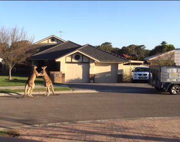 Pelea de dos canguros en la calle