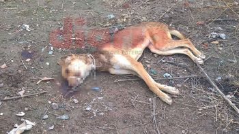 ahorcaron a un perro y lo golpearon hasta matarlo ahorcaron a un perro y lo golpearon hasta matarlo