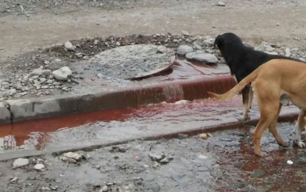 Encuentran restos de animales en las cloacas de un barrio salteño