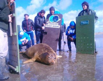 Liberaron al elefante marino que había quedado atrapado en San Fernando