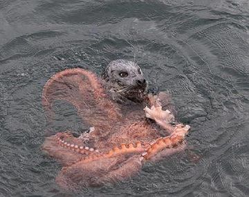Feroz pelea entre un pulpo y una foca