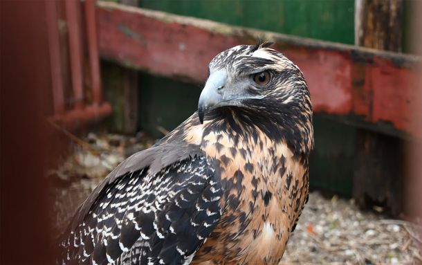 Fundación Mundo Marino liberó un águila mora recuperada en San Clemente