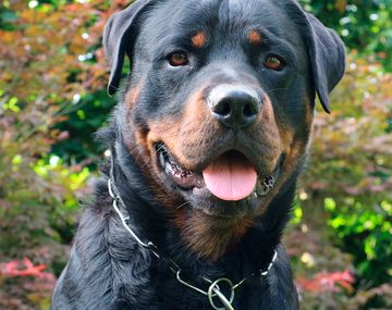 Un perro cuidó a un bebé recién nacido durante toda la noche