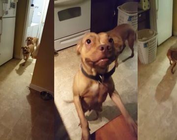 Dos perros se desentienden de una macana