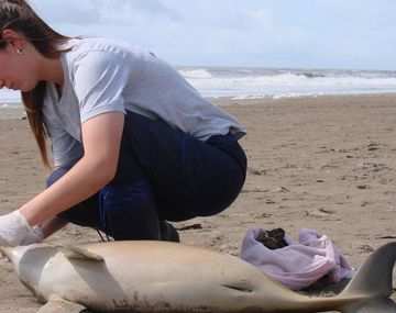 Playas limpias, ecología y conciencia social: el plan de Mundo Marino para el verano 2018