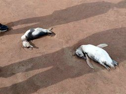 Mar del Plata: aparecieron decenas de pingüinos muertos en las playas
