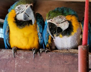 Rescatan 24 aves a punto de morir de frío en un criadero ilegal