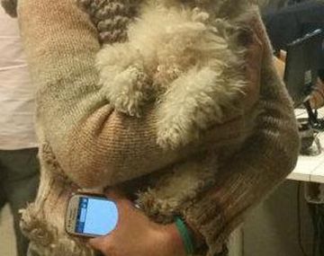 C5N encontró un cachorro y halló a su dueña