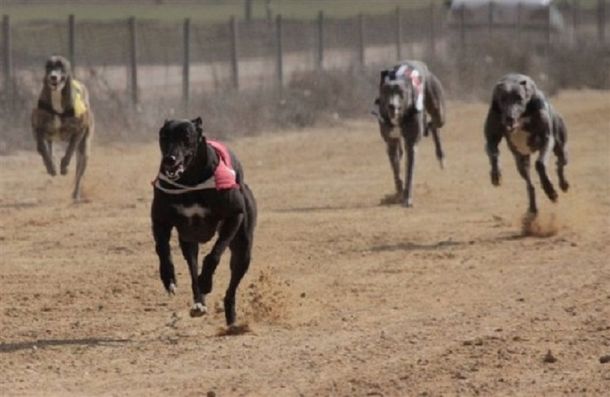 El Congreso avanza para evitar las carreras de perros