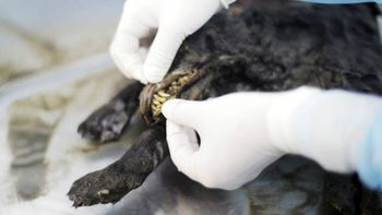 aseguran que podrian clonar un perro de hace 12.400 anos aseguran que podrian clonar un perro de hace 12.400 anos