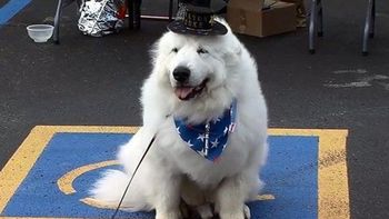 un perro fue elegido intendente por tercera vez en un pueblo de estados unidos un perro fue elegido intendente por tercera vez en un pueblo de estados unidos