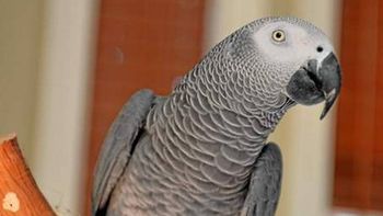 Foto ilustrativa Foto ilustrativa