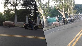 video: aparecio un chancho corriendo por una avenida de agronomia video: aparecio un chancho corriendo por una avenida de agronomia