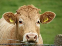 Tras otra semana en el mercado ¿Qué pasa con los precios locales y la colocación internacional? Tras otra semana en el mercado ¿Qué pasa con los precios locales y la colocación internacional?