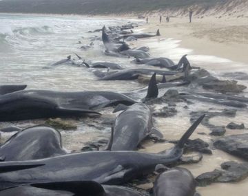 Aparecieron 150 ballenas varadas en la costa de Australia: sobrevivieron seis