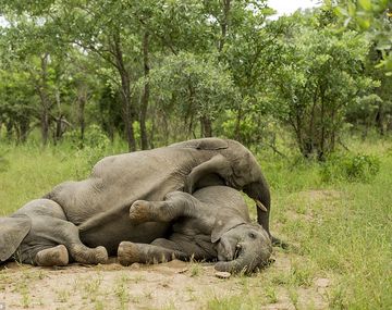 Qué les pasa a los elefantes del Parque Kruger