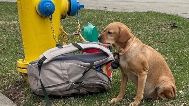 Abandonó a su perra con una carta y una mochila llena de juguetes