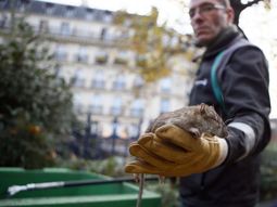 Invasión de ratas en París Invasión de ratas en París