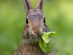mato, despellejo y cocino en un guiso al conejo de su ex novia en california mato, despellejo y cocino en un guiso al conejo de su ex novia en california